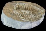 Partial Ogyginus Cordensis - Classic British Trilobite #75913-1
